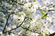 Summer white apple tree flowers detail