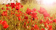 red poppies in the field sunny day