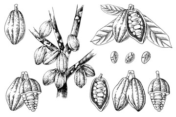 Hand drawn cocoa beans set