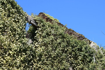 Wall Mural - Mit Efeu überwachsene Ruine einer alten Mühle