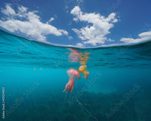 Seascape with jellyfish in the sea and blue sky with cloud, split view over and under water surface, Mediterranean