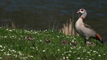 Egyptian Goose Mother Standing On The Green Meadow At The River Main And Taking Care Of Her Little Chicks. This Geese Are Invasive Animal Species From Africa And Causing Problems In Germany. 4k