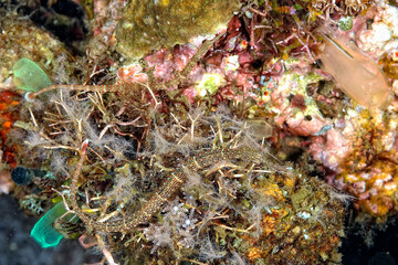 A picture of a pipefish