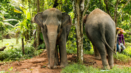 Amazing thai elephants shot in Phuket