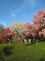 Wall Mural - trees in spring