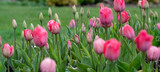 Fototapeta Tulipany - Piękne kwitnące różowe tulipany na rabacie wiosennej w ogrodzie