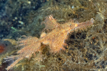 Wall Mural - A picture of a ghost pipe fish