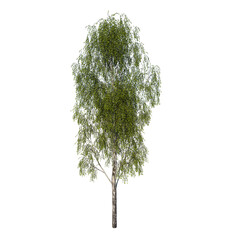front view tree (adolescent silver birch betula pendula 1) plant white background 3d rendering ilust