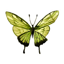 Watercolor Green Butterfly With Transparent Wings, Isolated On A White Background