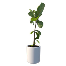 Front View Of Plant (Potted Vase With Indoor Plant 2) Tree White Background 3D Rendering Ilustracion 3D