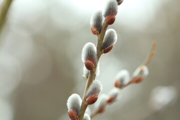 willow branches with blossoming fluffy silver earrings. fluffy willow flowers on a branch in early s