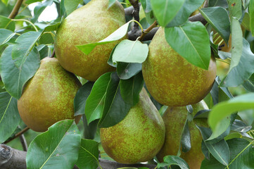 Pears ripen on the tree branch.