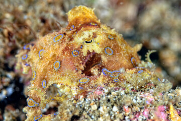 A picture of a blue ring octopus