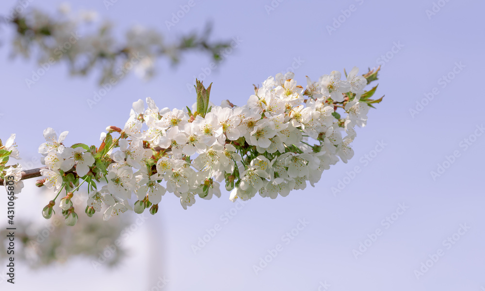 Kwitnąca wiśnia wiosną, piękne świeże, białe kwiaty z bliska - obrazy, fototapety, plakaty 