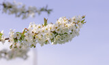 Kwitnąca wiśnia wiosną, piękne świeże, białe kwiaty z bliska