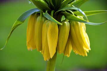 Fritillaria imperialis, the crown imperial, imperial fritillary or Kaiser's crown, is a species of flowering plant in the lily family Liliaceae, native to a wide stretch from the Anatolian plateau of 