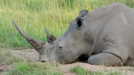 Sticker - Close-up view of an endangered white rhinoceros (Ceratotherium simum) resting, South Africa