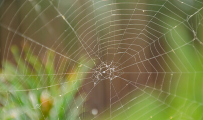 Spider web on spring branch, Spider Web against green forest background, Close-up, Selective focus