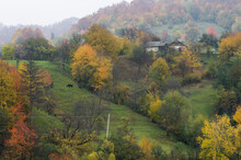 Colorful Autumn Trees In The Mountains. Landscape With A Variety Of Warm Colors.