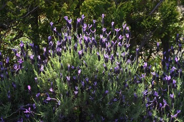 Sticker - Pleasant fragrance Lavender is known as the 