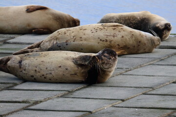 Poster - common seal