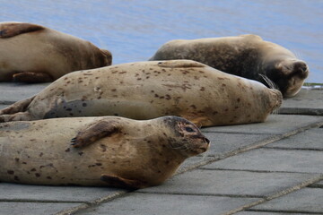 Poster - common seal