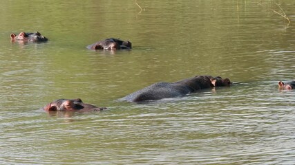 Sticker - Group of hippopotamus (Hippopotamus amphibius) submerged in water, South Africa