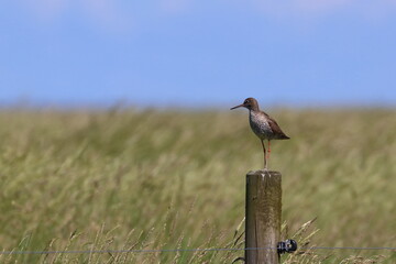 Canvas Print - redshank