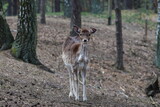 Fototapeta Zwierzęta - deer in the forest,dama dama, Poland