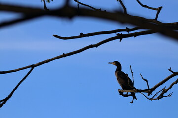 Canvas Print - cormorant