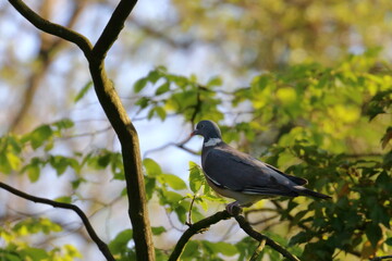 Wall Mural - wood pigeon