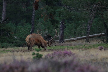 Wall Mural - red deer