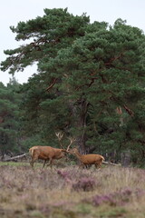 Wall Mural - red deer