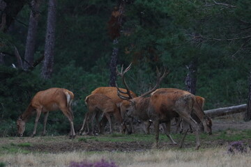 Wall Mural - red deer