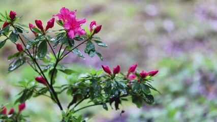 Wall Mural - dark pink azalea bush in early spring in the rain