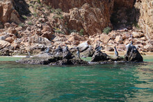 Beautiful View Of Rugged Rocks With Pelicans Sitting Along The Coastline Of Los Cabos, Mexico