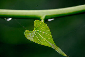 dew drop on grass,dew drop on flowers,dew drop on leave dew drop on fruit