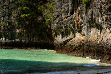 Focus on Trees that grow in the crevices of the limestone mountain, Loh Samah Bay, Koh Phi Phi Le, Krabi, Thailand.