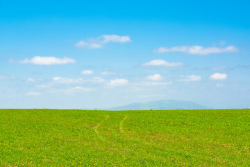  Landscape view of green grass on field with blue sky and clouds background