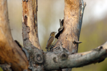 Poster - The Eurasian wryneck (Jynx torquilla) sitting on a branch of fruit tree. An inconspicuous brown member of the woodpeckers family on a dry branch.