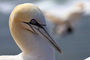 Poster - northern gannet