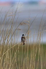 Poster - reed bunting