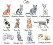 set 12 of popular cat breeds, hand drawing, watercolor, sketch, linear drawing