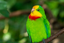 Superb Parrot (Polytelis Swainsonii), Also Known As Barraband's Parrot, Barraband's Parakeet, Or Green Leek Parrot