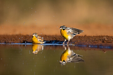 a pair of golden breasted bunting with reflections on the water
