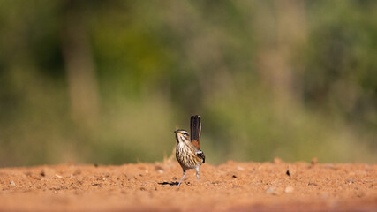 a white browed scrub robin