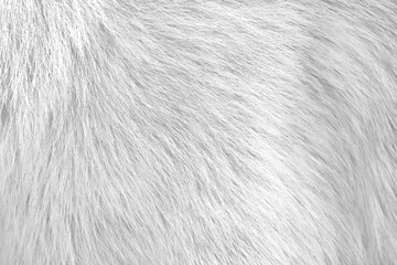Wall Mural - White gray background of dog fur with soft texture