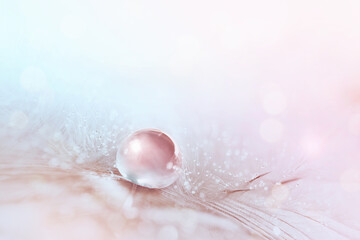 Aufkleber - Light airy natural background in pink tones with drop of water on feather, macro. Elegant, gentle artistic image beauty of nature.