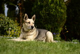 Fototapeta Na ścianę - Pies siedzący na trawie w ogrodzie