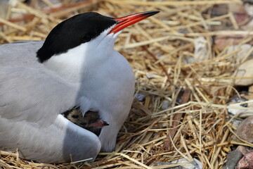 Canvas Print - common tern mother